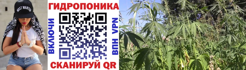 Марихуана сатива  Павловская 
